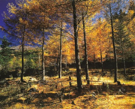 油画手绘油画树林26x21厘米图片