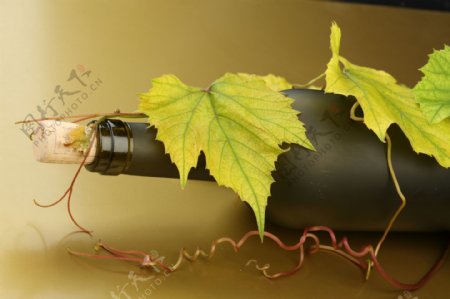 葡萄酒葡萄叶图片