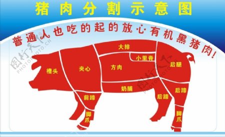 猪肉分割示意图图片
