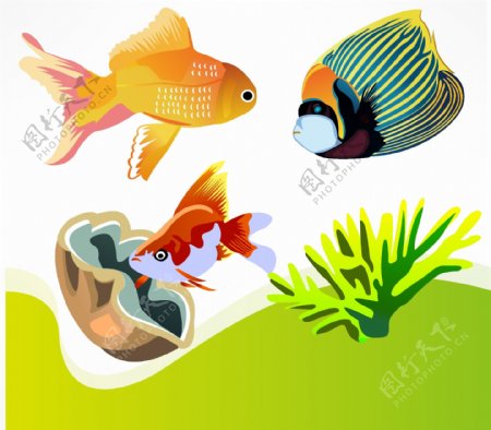 矢量鱼类海洋生物图片