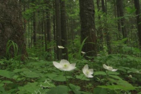 森林中白色的花朵