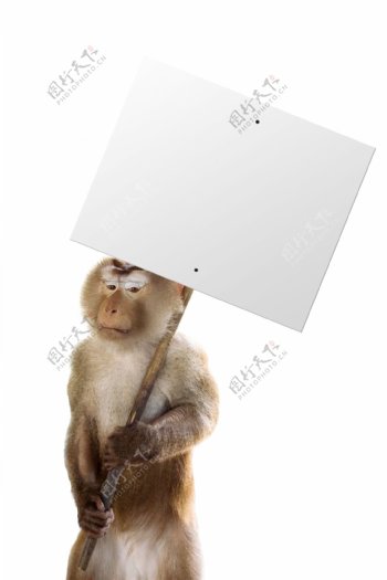 举着广告牌的猴子图片