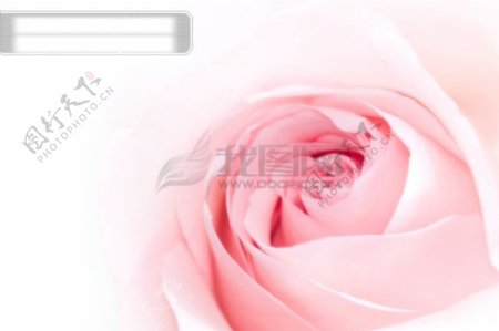 粉红色玫瑰花图片素材300dpi玫瑰花花朵花卉高清图片创意图片