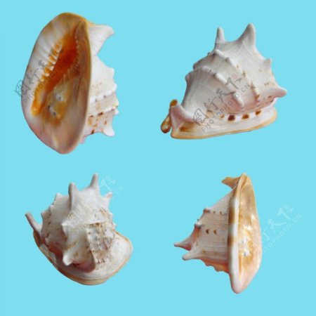 唐冠螺贝壳海螺图片