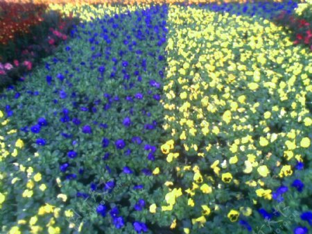 黄蓝的花圃