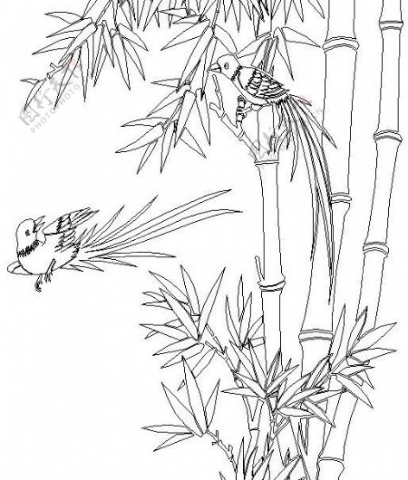 竹子小鸟图片