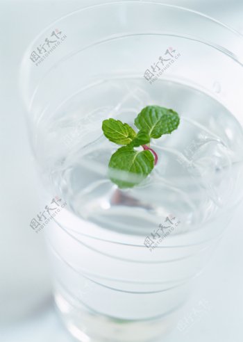 水杯里的植物图片