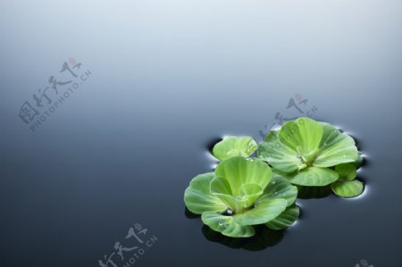 飘在水面上的绿叶图片