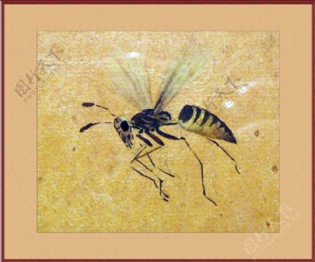 黄蜂工笔画图片