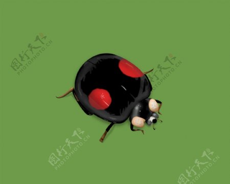 甲壳虫图标icon图片