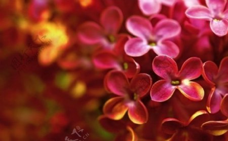 位图写实花卉植物花朵丁香花免费素材