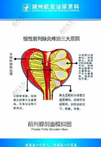 医生科室图谱前列腺剖图片