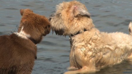 可爱的狗在水中玩股票的录像视频免费下载