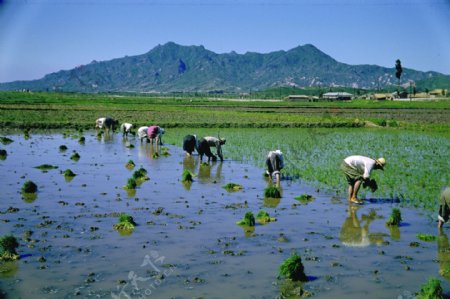 农场牧场房屋草地大自然环境风光风景家畜广告素材大辞典