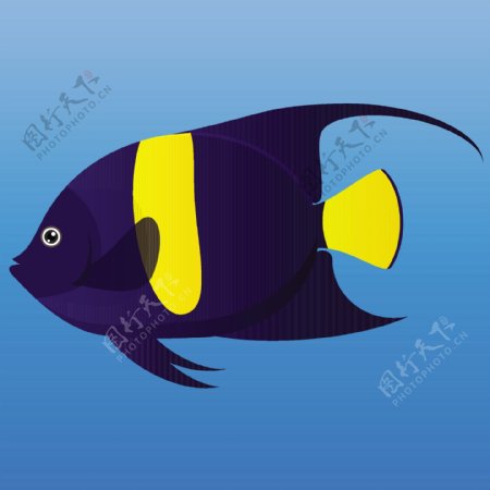 一种黄色和蓝色阿拉伯天使鱼在蓝色背景矢量插图