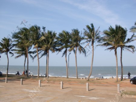海南假日海滩椰子树图片
