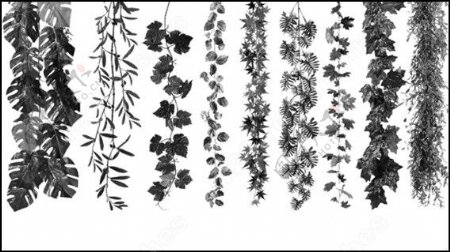 植物挂枝叶簇ps笔刷图片