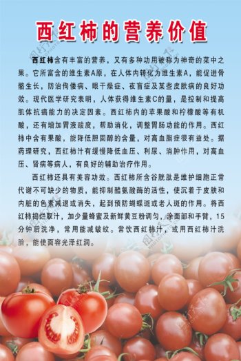 西红柿的营养价值图片