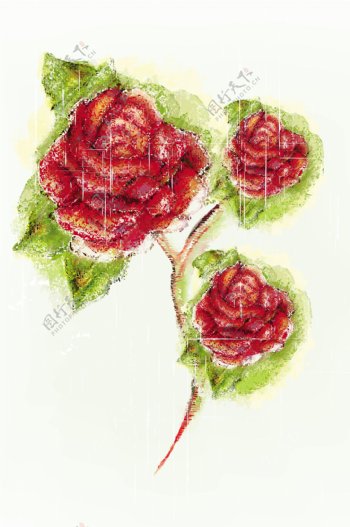 素描玫瑰花