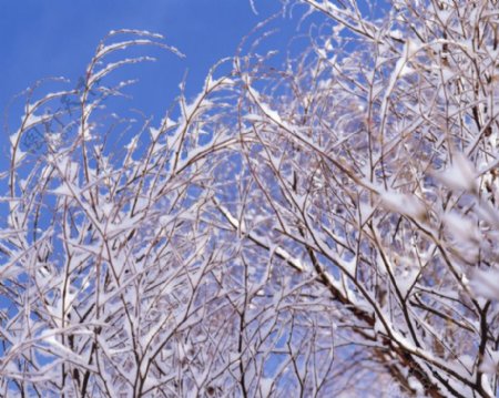 蓝天下的白雪压住树枝