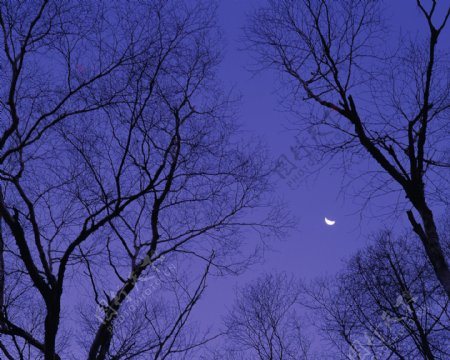 夜空中的树枝