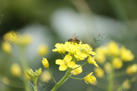 油菜花中华蜜蜂图片