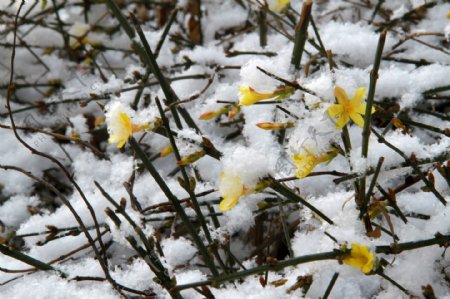 春雪中的迎春花图片