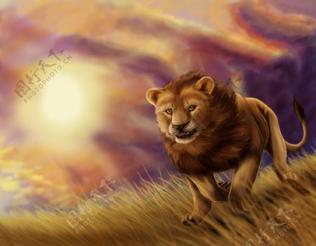 草原上的狮子图片