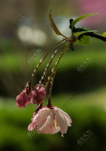 摄影梅花图片