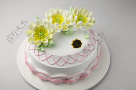 生日蛋糕鱼尾菊