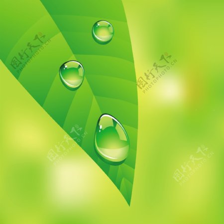 绿叶水珠矢量素材