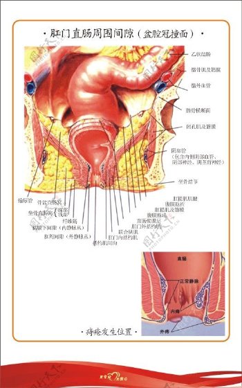肛肠解剖图