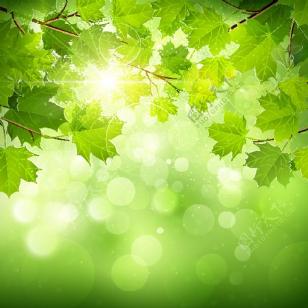 阳光和绿色的自然背景01
