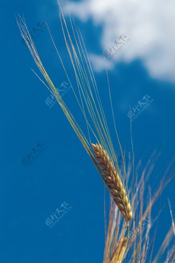 小麦头