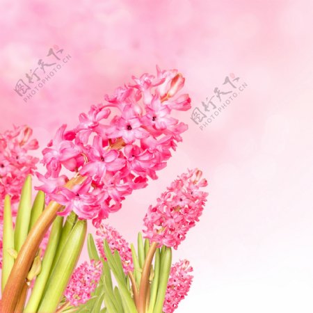 春天粉色野花图片