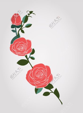 精美的玫瑰花