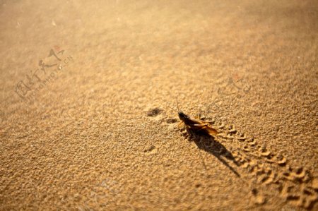 沙漠里的蚂蚱图片
