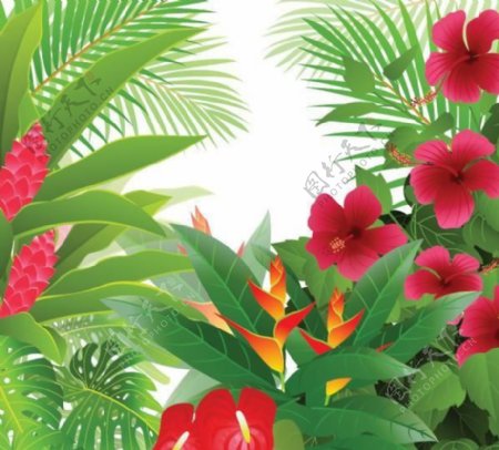 热带花卉的棕榈树的丛林背景