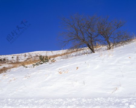 冬天雪景