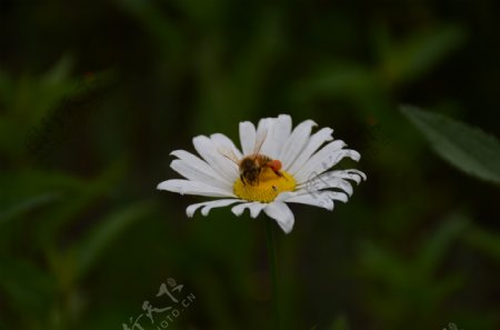 蜜蜂与蝇图片
