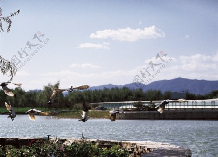 湖起飞的鸭山水图片