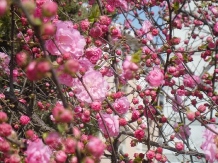 春花满树图片