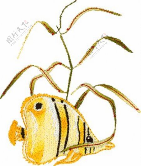 绣花鱼类金黄色黑色水草免费素材
