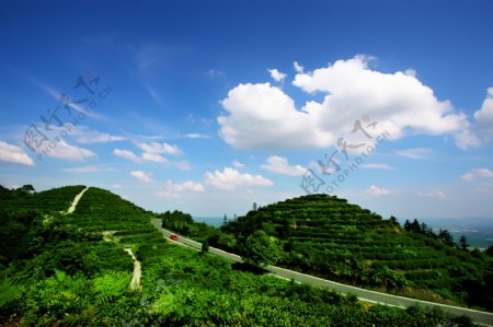 茶山竹海图片