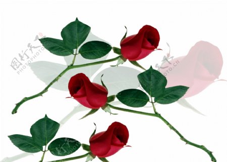 三束玫瑰花图片