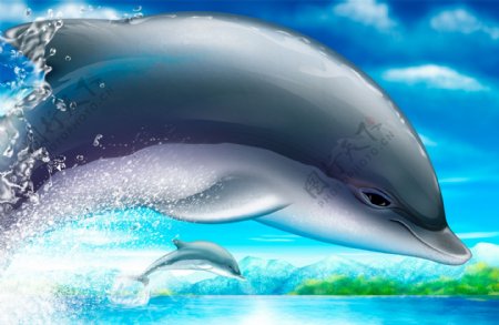 高清晰海豚