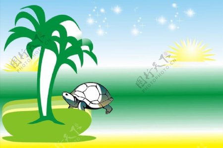 椰子树龟