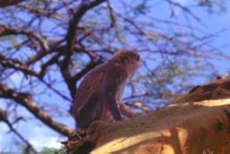 猴子活动视频频素材素材下载