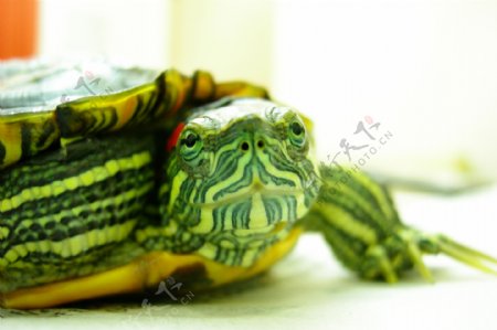 巴西龟图片