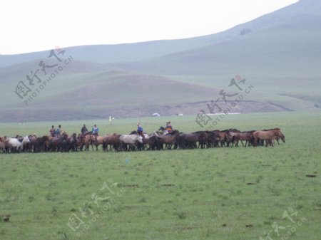 内蒙古大草原的夏天